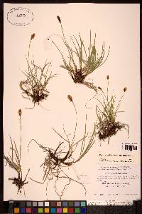 Carex scirpoidea image