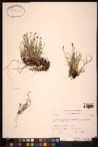 Carex scirpoidea image