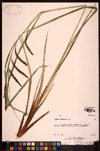 Carex sitchensis image