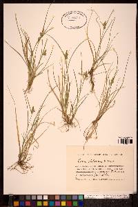 Carex serotina image