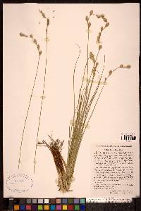 Carex silicea image