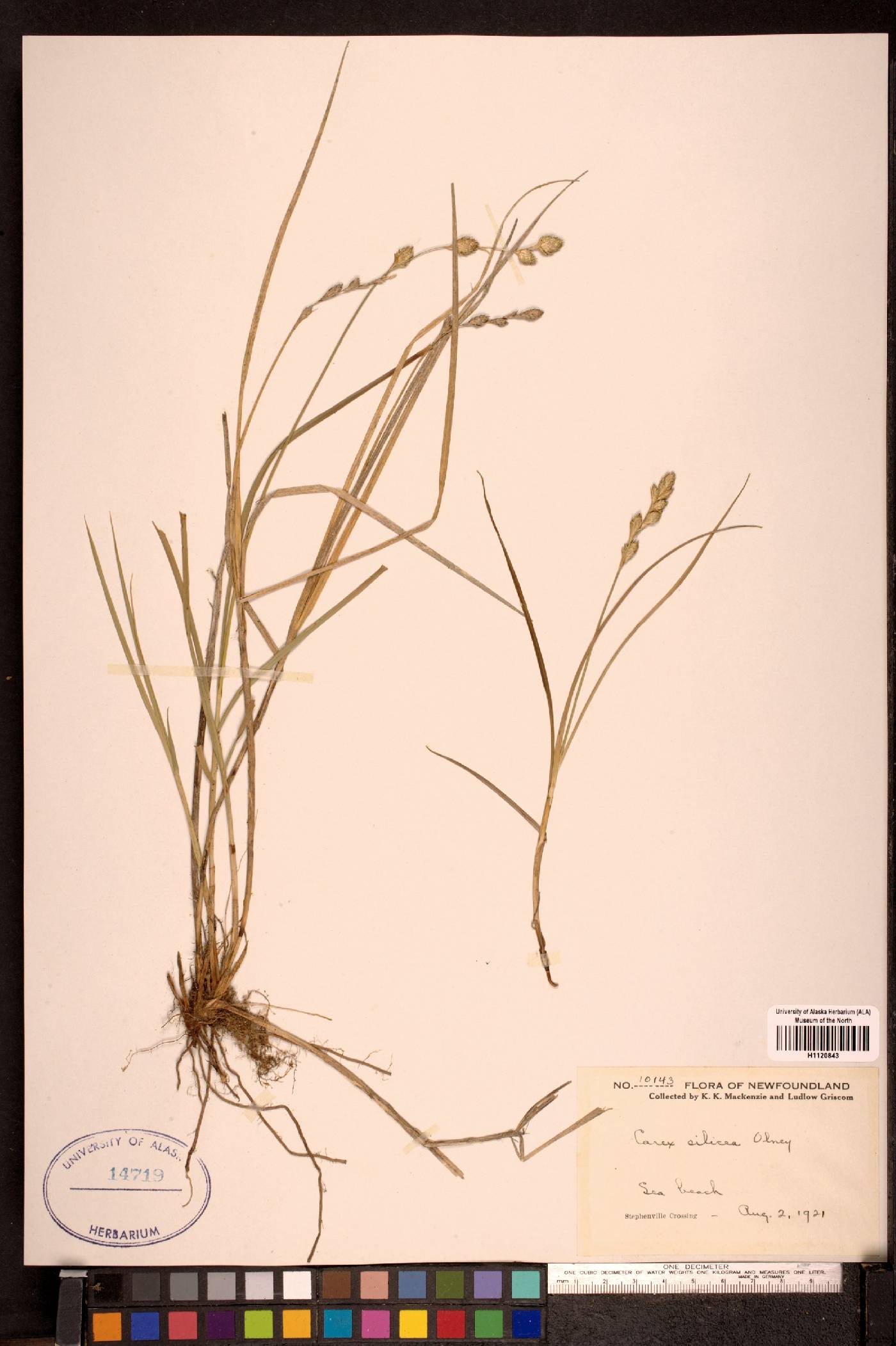 Carex silicea image