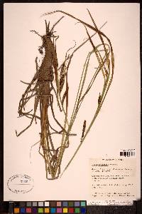 Carex sitchensis image