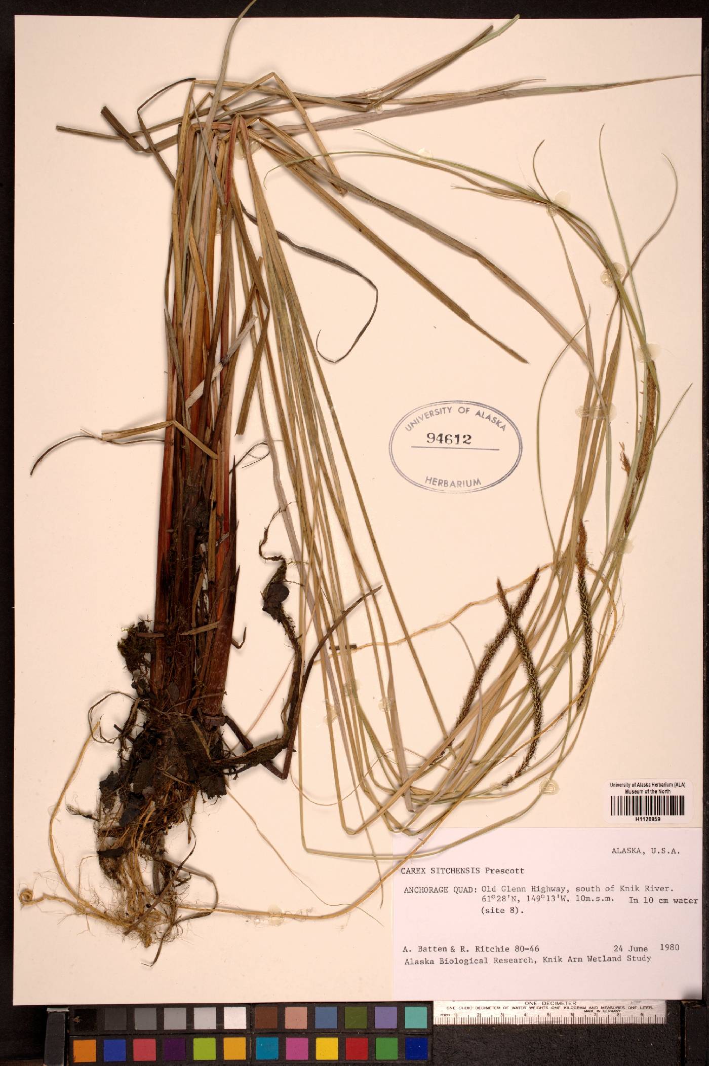 Carex sitchensis image