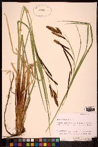 Carex sitchensis image