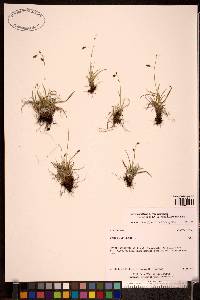 Carex capillaris image