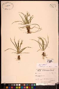 Carex capillaris image