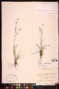 Carex capillaris image