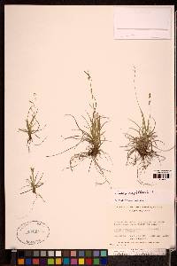 Carex capillaris image