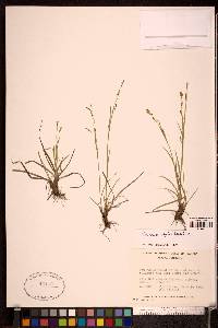 Carex capillaris image