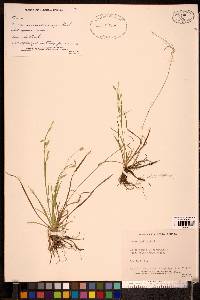Carex capillaris image