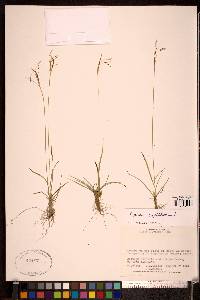 Carex capillaris image