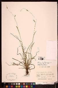 Carex capillaris image