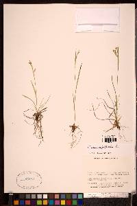 Carex capillaris image