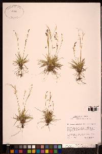 Carex capillaris image