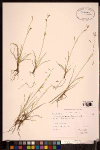 Carex capillaris image