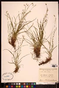 Carex capillaris image