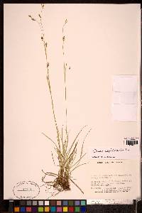 Carex capillaris image