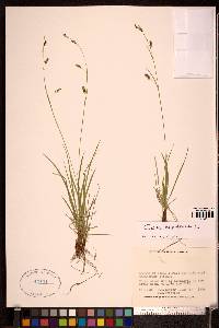 Carex capillaris image