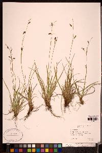 Carex capillaris image