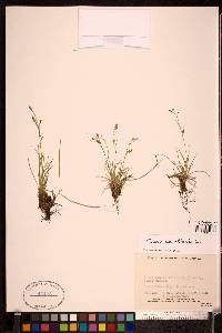 Carex capillaris image