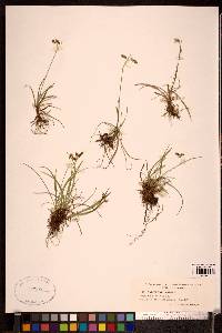 Carex capillaris image