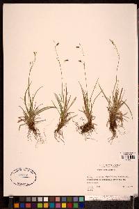 Carex capillaris image