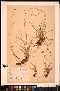 Carex capillaris image