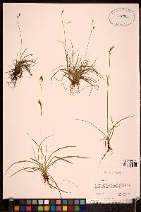 Carex capillaris image