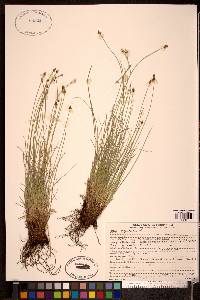 Carex capitata image