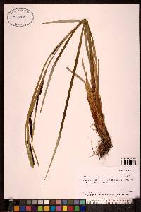 Carex sitchensis image