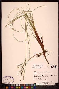 Carex sitchensis image