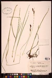 Carex spectabilis image