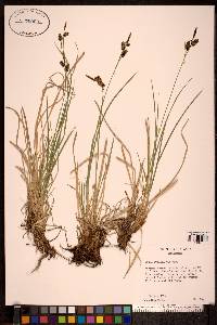 Carex stylosa image