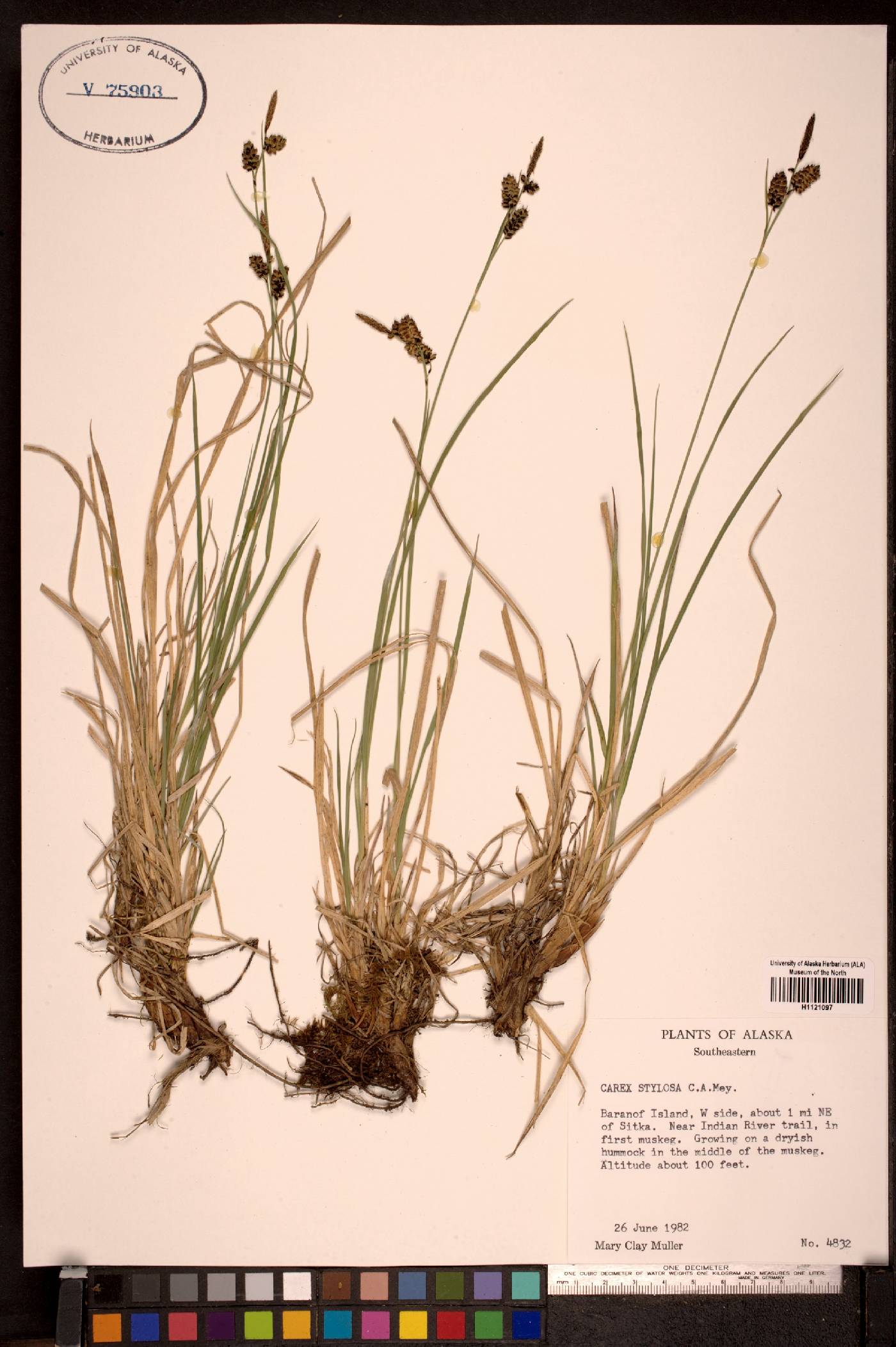 Carex stylosa image