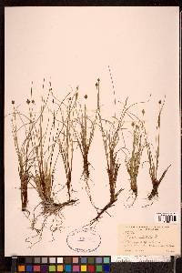 Carex capitata image