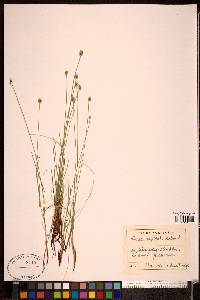 Carex capitata image