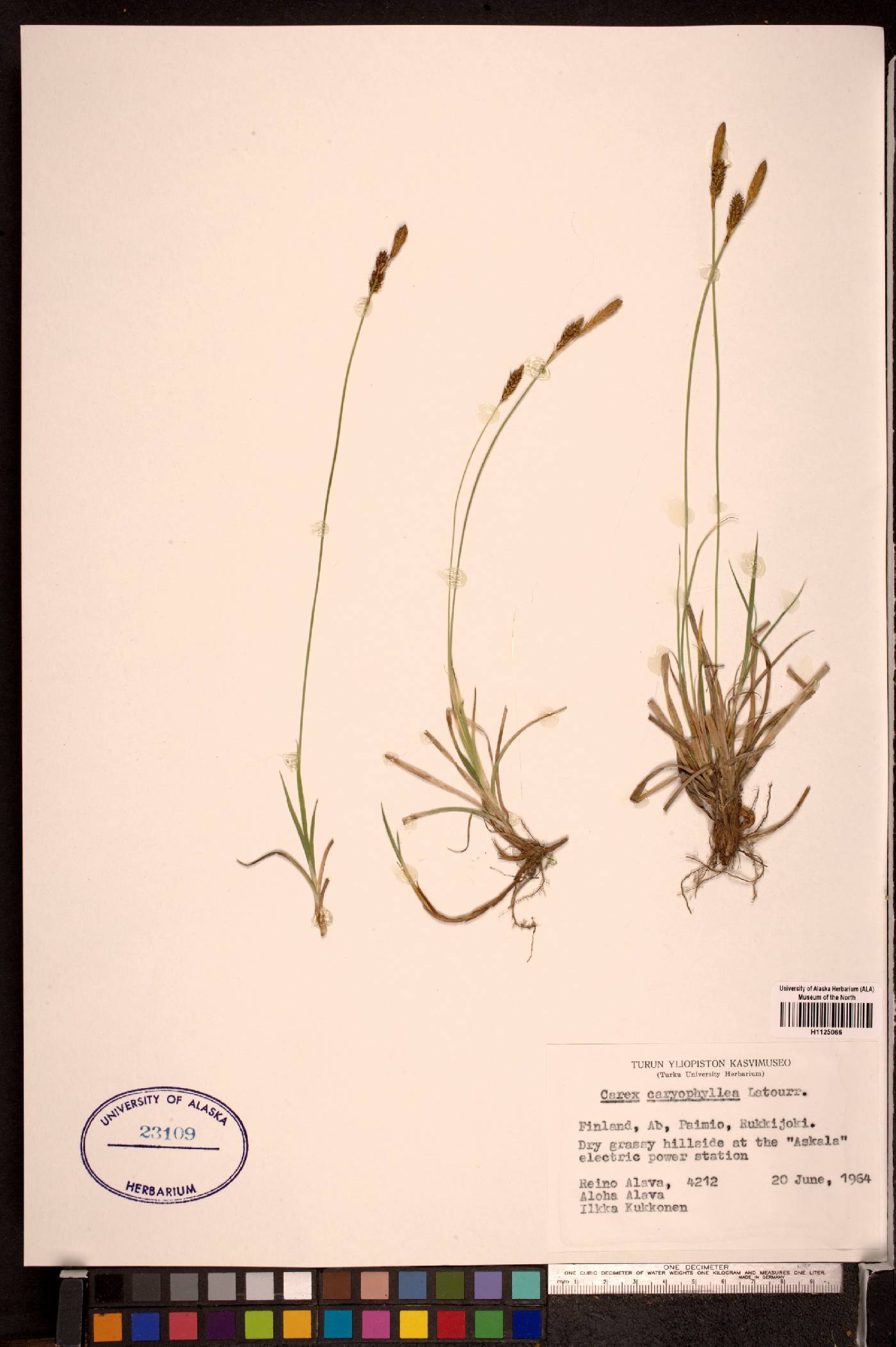 Carex caryophyllea image