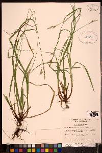 Carex castanea image