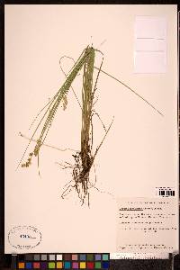 Carex cephalantha image