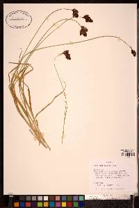 Carex chalciolepis image