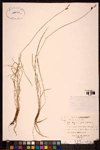 Carex stylosa image