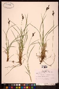 Carex stylosa image