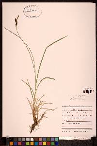 Carex stylosa image