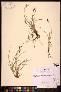 Carex stylosa image