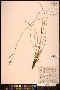 Carex stylosa image