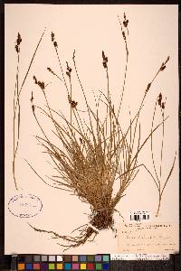 Carex stylosa image