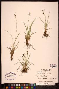 Carex stylosa image