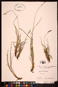 Carex stylosa image