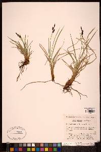 Carex stylosa image